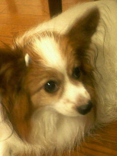 �ς҂����@13�΂ɂȂ�܂������`��